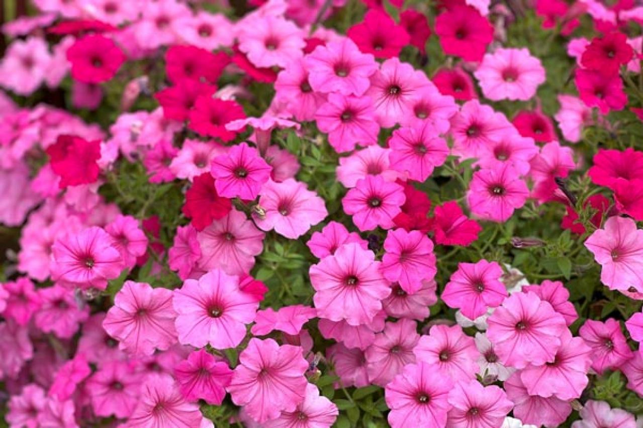 【ガーデニング】ロマンチックな流通名の花５選。植物の正式な名前を知っておこう！初心者に役立つ基礎知識（画像10）