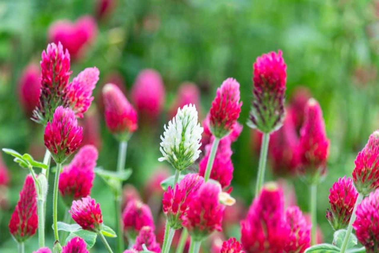 【ガーデニング】ロマンチックな流通名の花５選。植物の正式な名前を知っておこう！初心者に役立つ基礎知識（画像7）