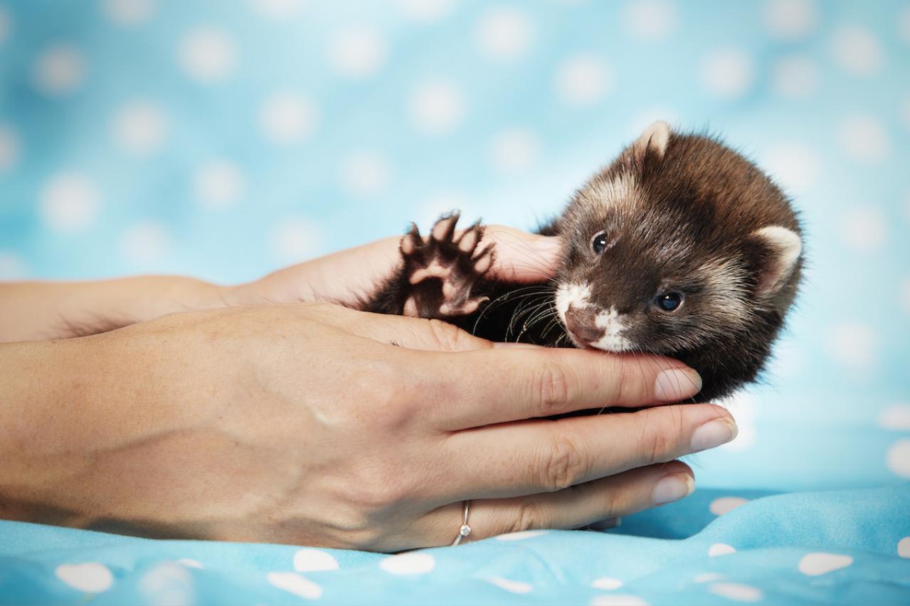 いざというときの治療費に備えられる【ペット保険】の補償内容とは？ ファイナンシャルプランナーが解説（画像2）