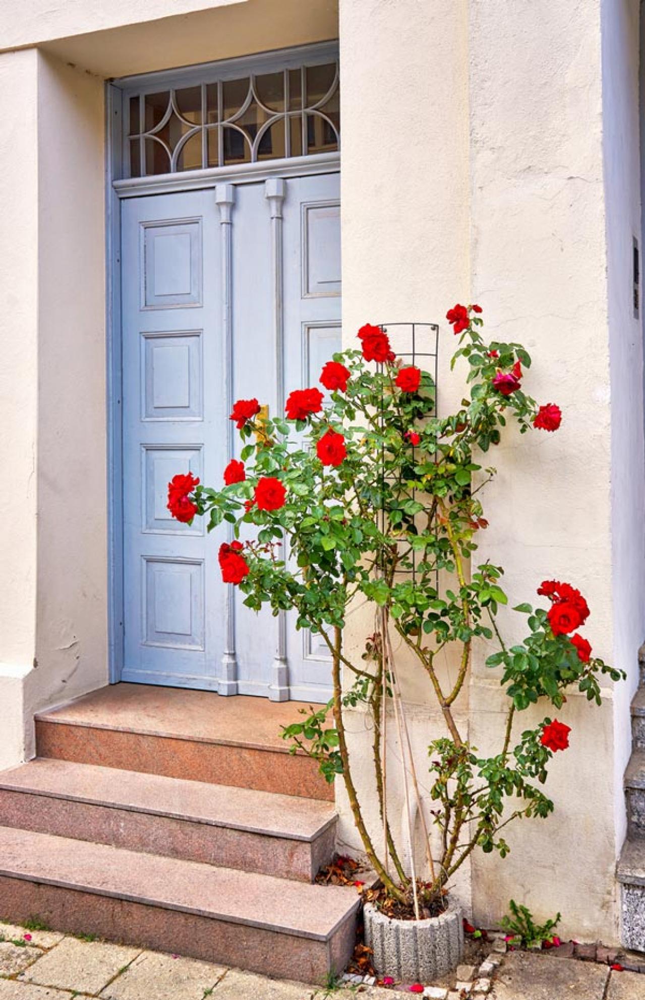 【ガーデニング】バラの冬仕事は1月からの今が本番！元肥を与え、苗を鉢に植えよう（画像3）