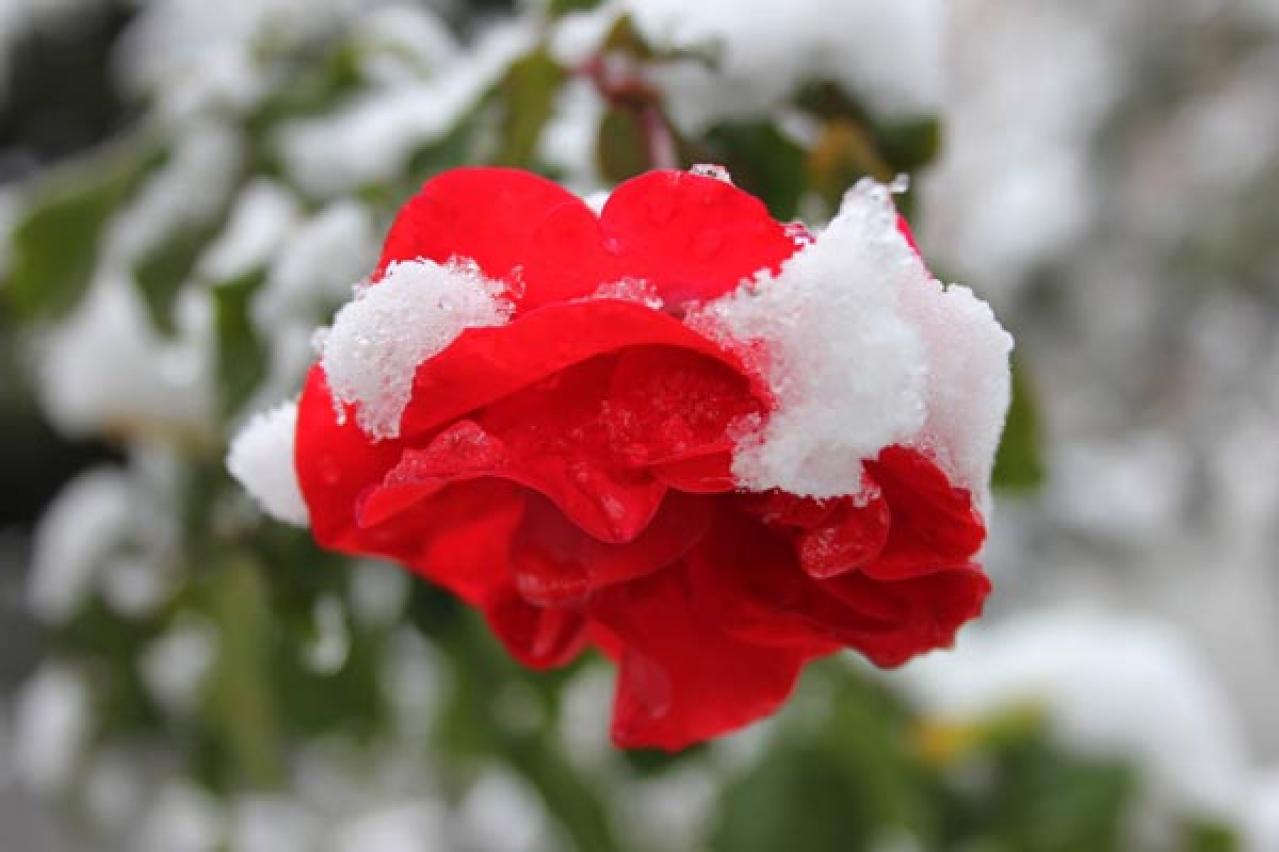 【ガーデニング】バラの冬仕事は1月からの今が本番！元肥を与え、苗を鉢に植えよう（画像5）