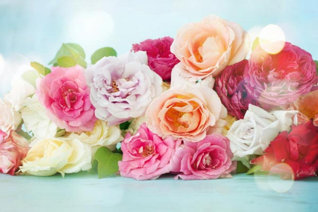 【ガーデニング】バラの冬仕事は1月からの今が本番！元肥を与え、苗を鉢に植えよう（画像2）