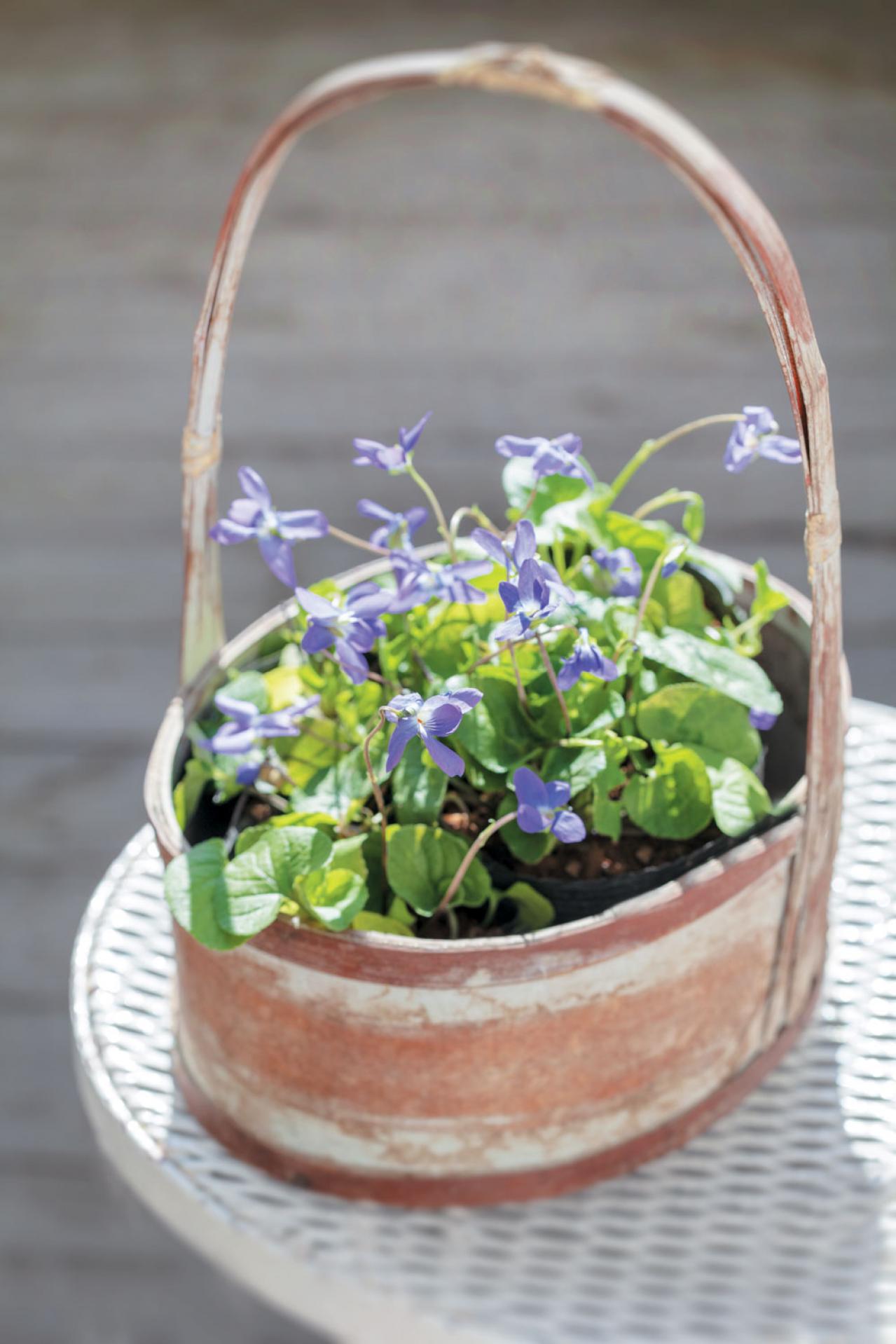 【ガーデニング】育てて楽しい多年草ハーブ【スイートバイオレット】の栽培方法と活用アイデア2選（画像4）