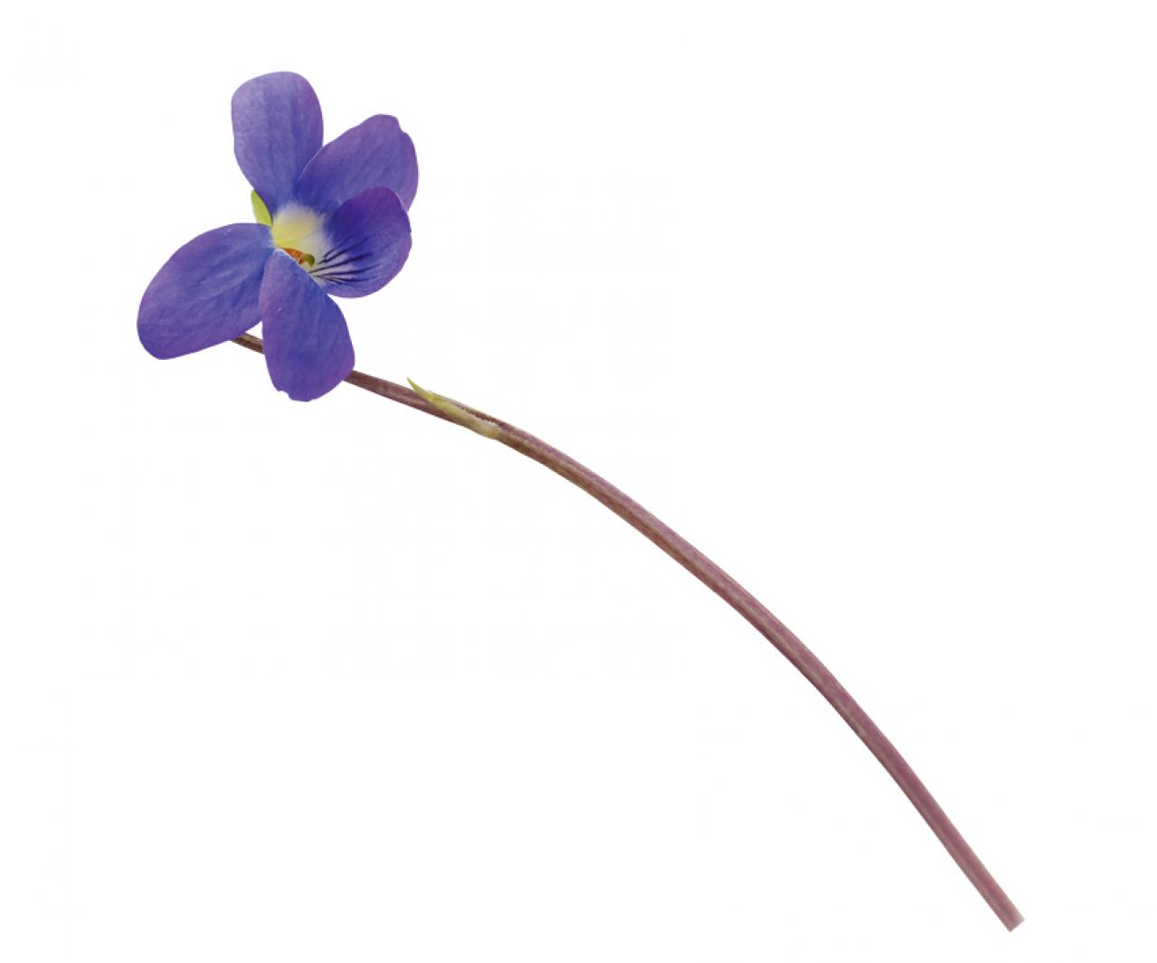 【ガーデニング】育てて楽しい多年草ハーブ【スイートバイオレット】の栽培方法と活用アイデア2選（画像3）