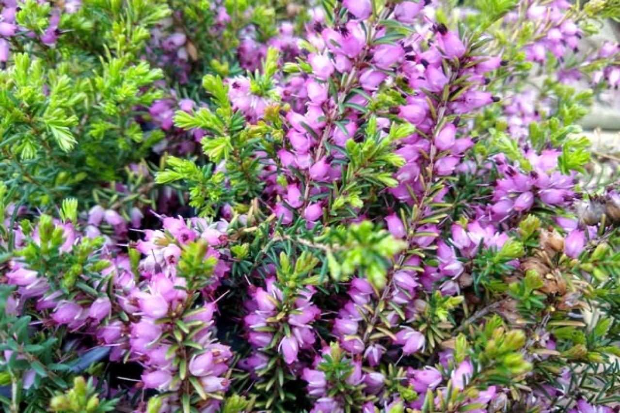 【ガーデニング】寒さの中で咲く花たち。クリスマスローズほか11選。冬の庭やベランダを飾ろう！（画像13）