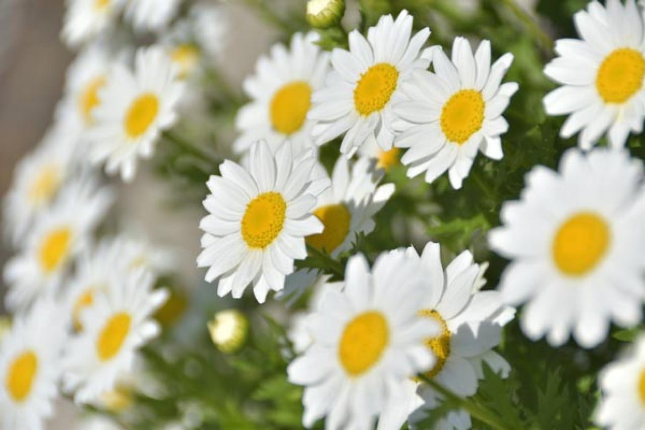 【ガーデニング】寒さの中で咲く花たち。クリスマスローズほか11選。冬の庭やベランダを飾ろう！（画像11）