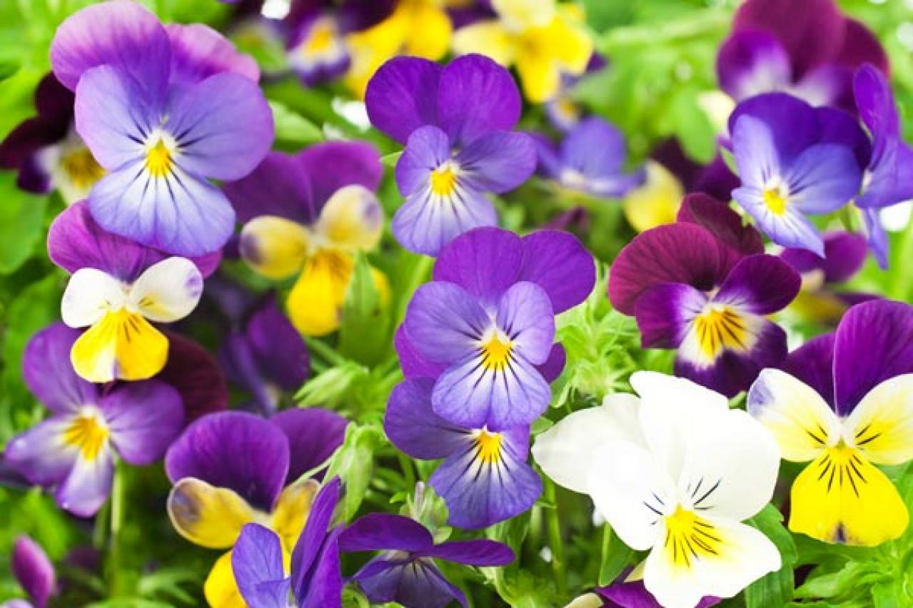 【ガーデニング】寒さの中で咲く花たち。クリスマスローズほか11選。冬の庭やベランダを飾ろう！（画像9）