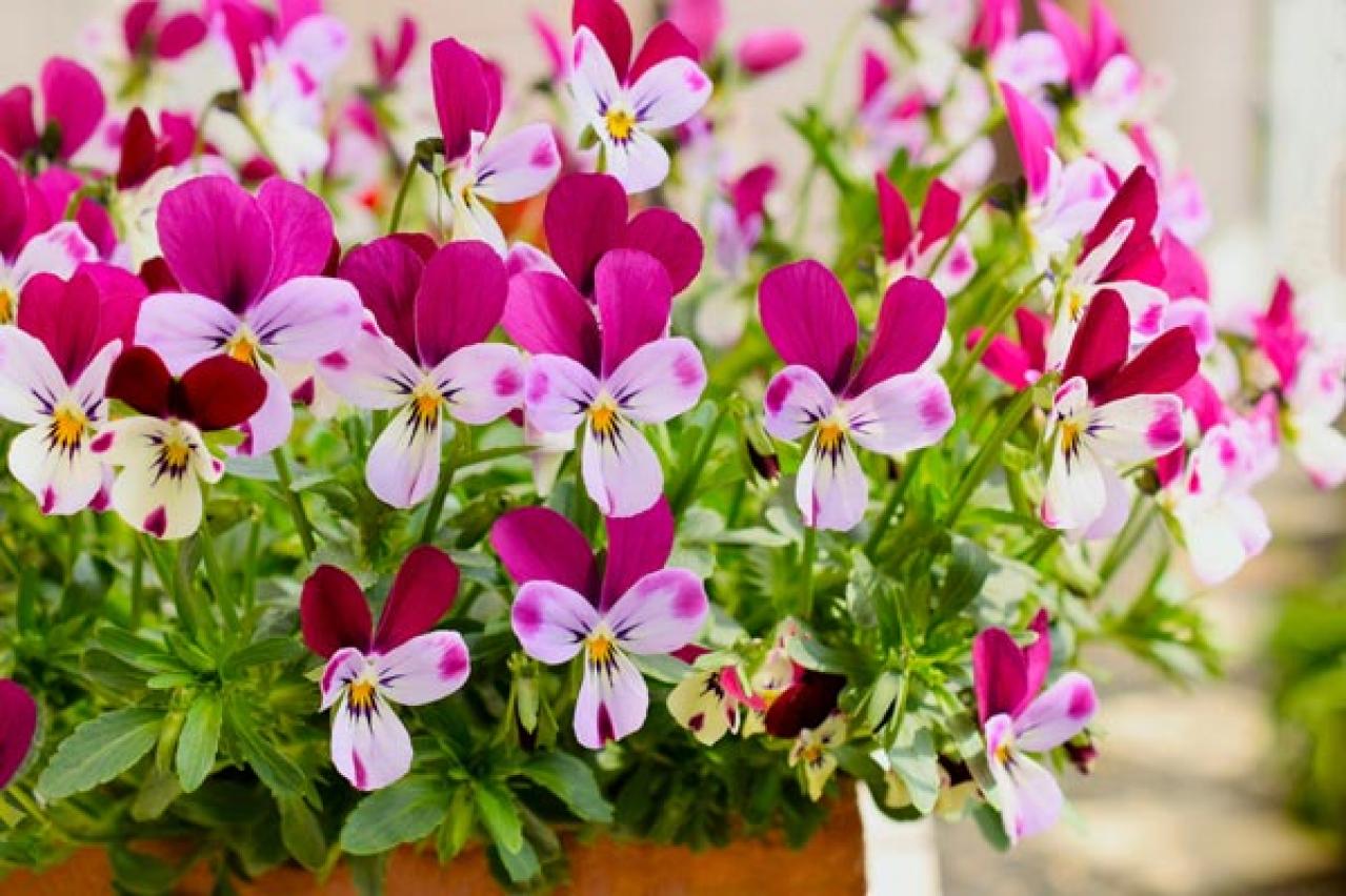 【ガーデニング】寒さの中で咲く花たち。クリスマスローズほか11選。冬の庭やベランダを飾ろう！（画像10）