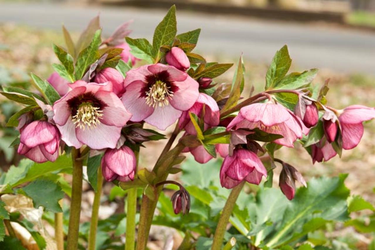 【ガーデニング】寒さの中で咲く花たち。クリスマスローズほか11選。冬の庭やベランダを飾ろう！（画像15）