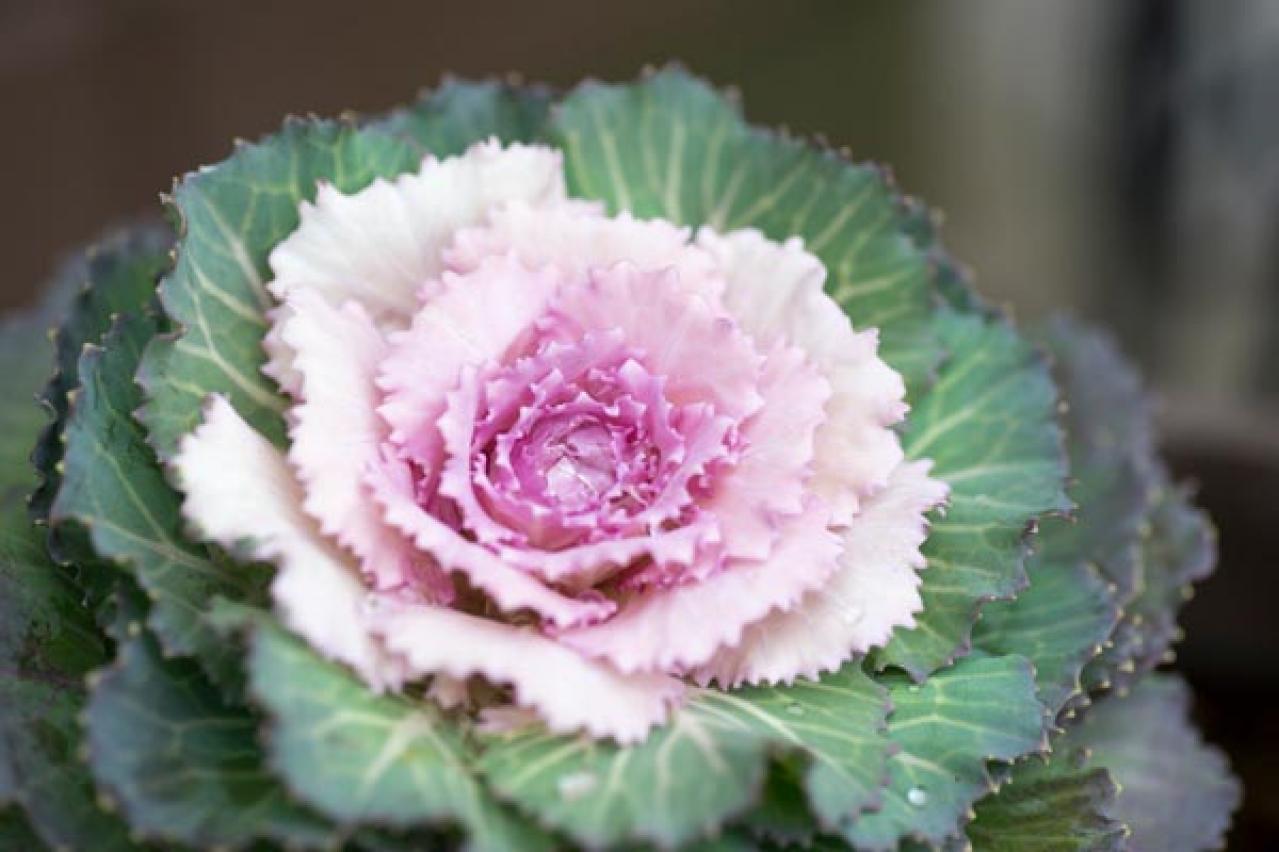 【ガーデニング】寒さの中で咲く花たち。クリスマスローズほか11選。冬の庭やベランダを飾ろう！（画像14）