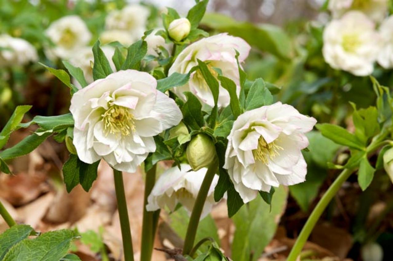 【ガーデニング】寒さの中で咲く花たち。クリスマスローズほか11選。冬の庭やベランダを飾ろう！（画像16）