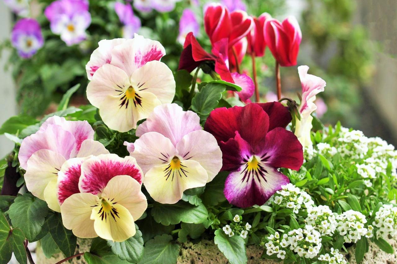 【ガーデニング】寒さの中で咲く花たち。クリスマスローズほか11選。冬の庭やベランダを飾ろう！