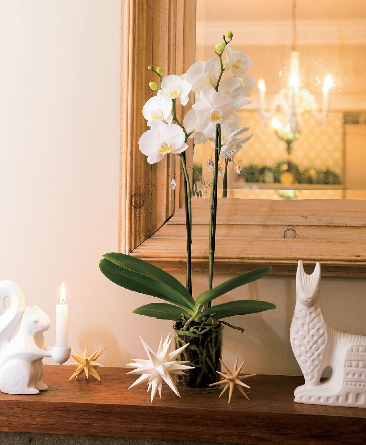 【洋ラン】植え替えずにOK！ 部屋が華やぐ吉谷桂子さん流の飾り方【冬に咲く花】（画像6）