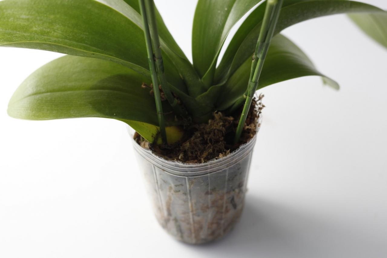 【洋ラン】植え替えずにOK！ 部屋が華やぐ吉谷桂子さん流の飾り方【冬に咲く花】（画像3）