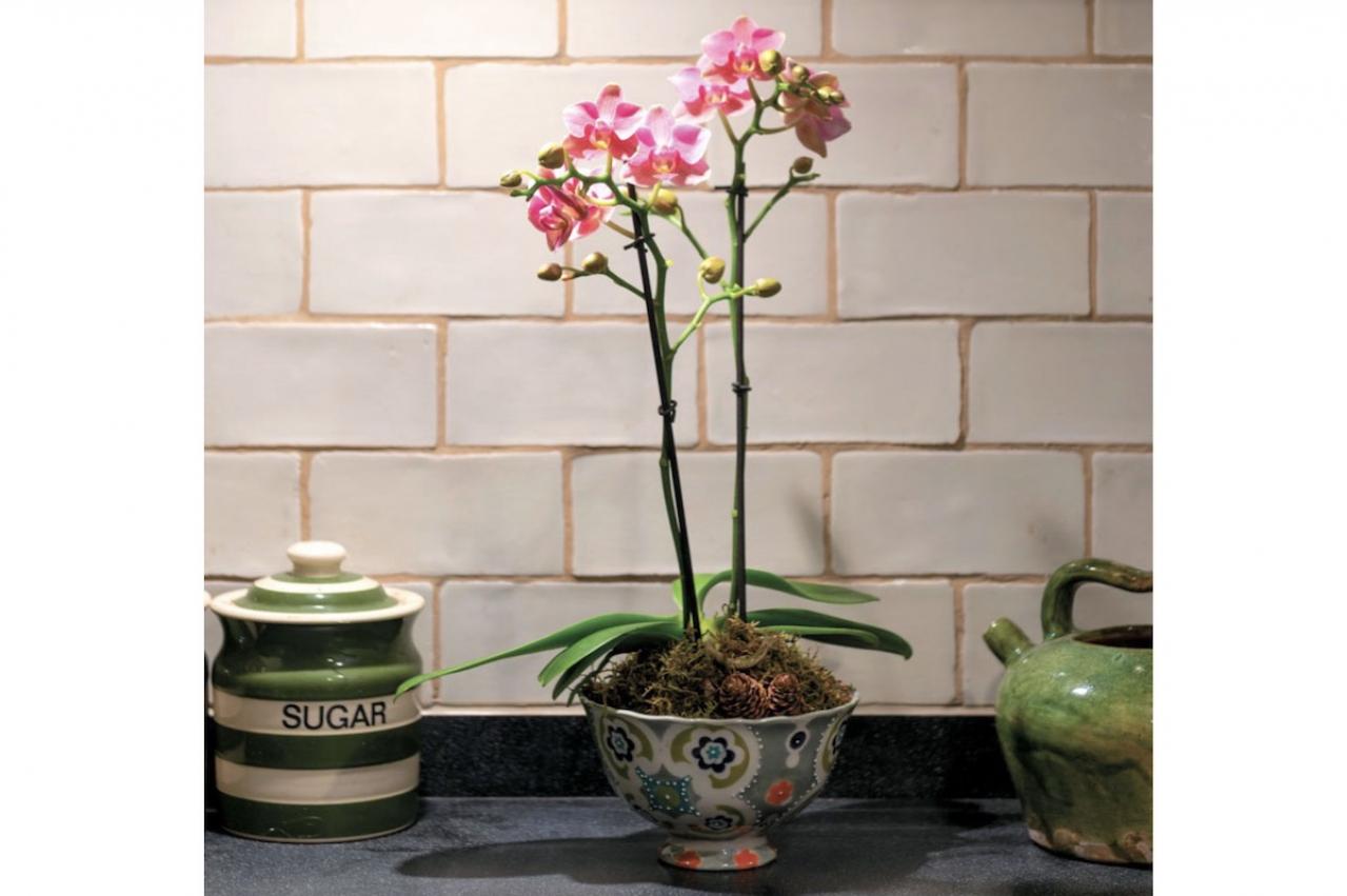【洋ラン】ひと手間かけて室内で長く楽しむ！ 吉谷桂子さん流アレンジ【冬に咲く花】