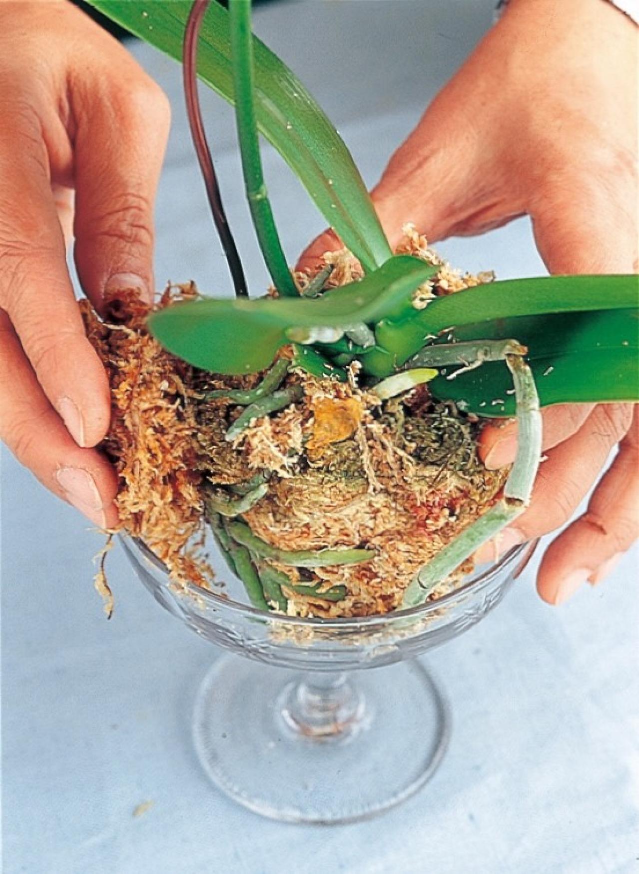 【洋ラン】ひと手間かけて室内で長く楽しむ！ 吉谷桂子さん流アレンジ【冬に咲く花】（画像5）