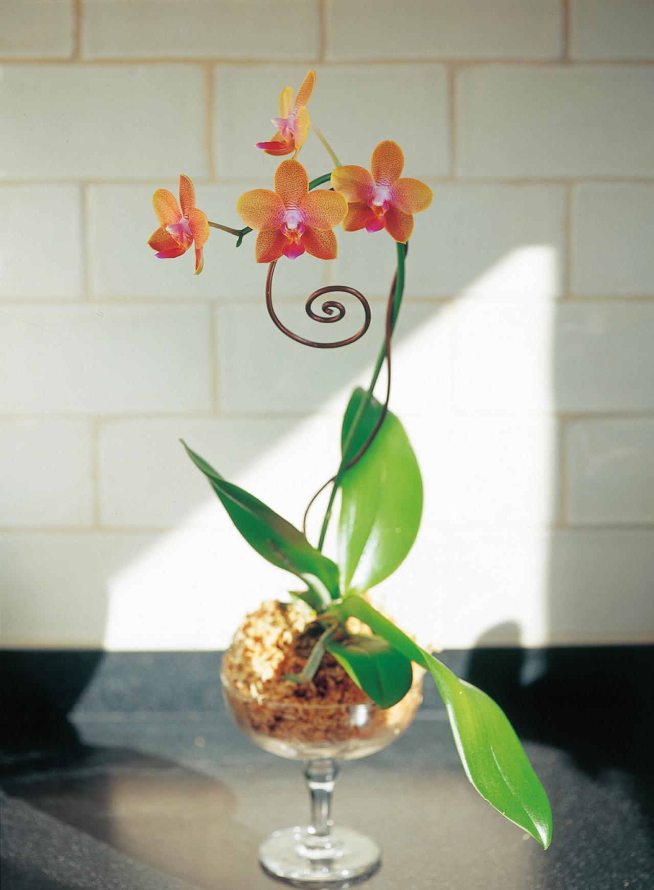 【洋ラン】ひと手間かけて室内で長く楽しむ！ 吉谷桂子さん流アレンジ【冬に咲く花】（画像2）