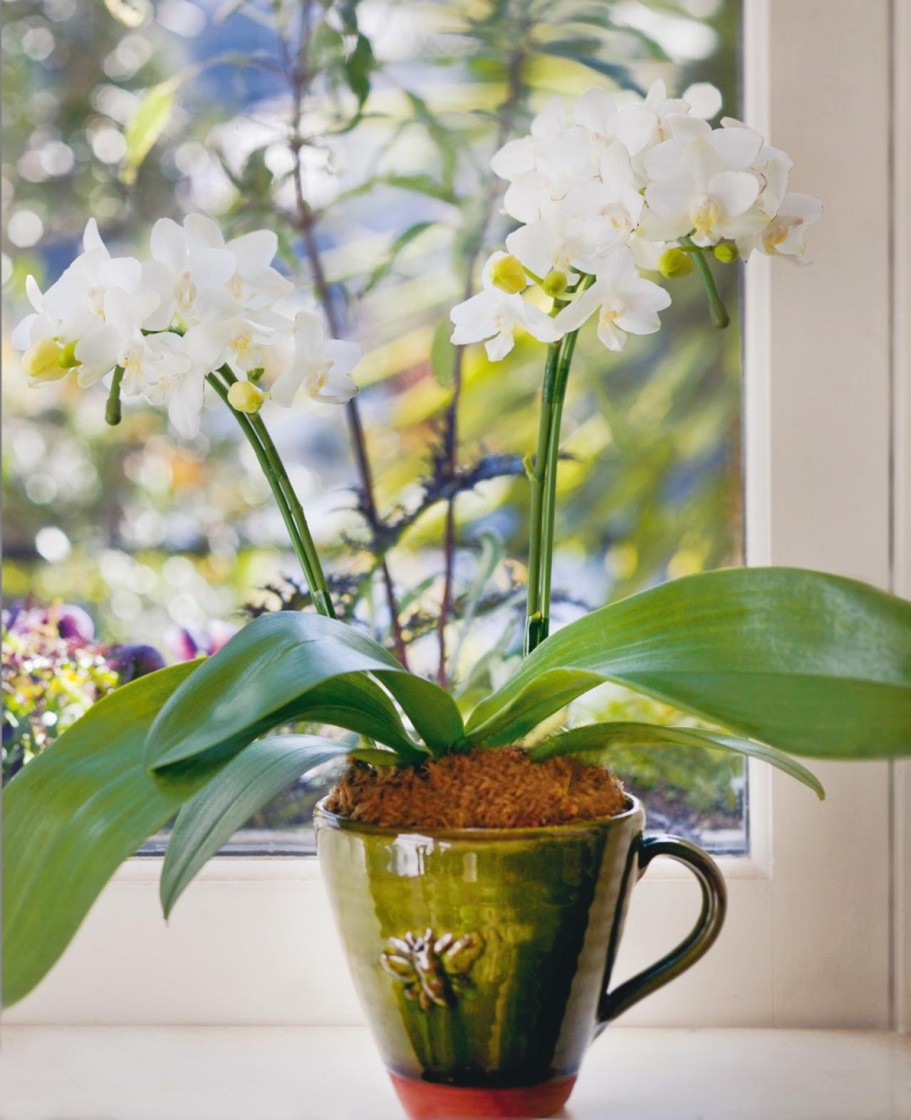 【洋ラン】植え替えずにOK！ 部屋が華やぐ吉谷桂子さん流の飾り方【冬に咲く花】（画像2）