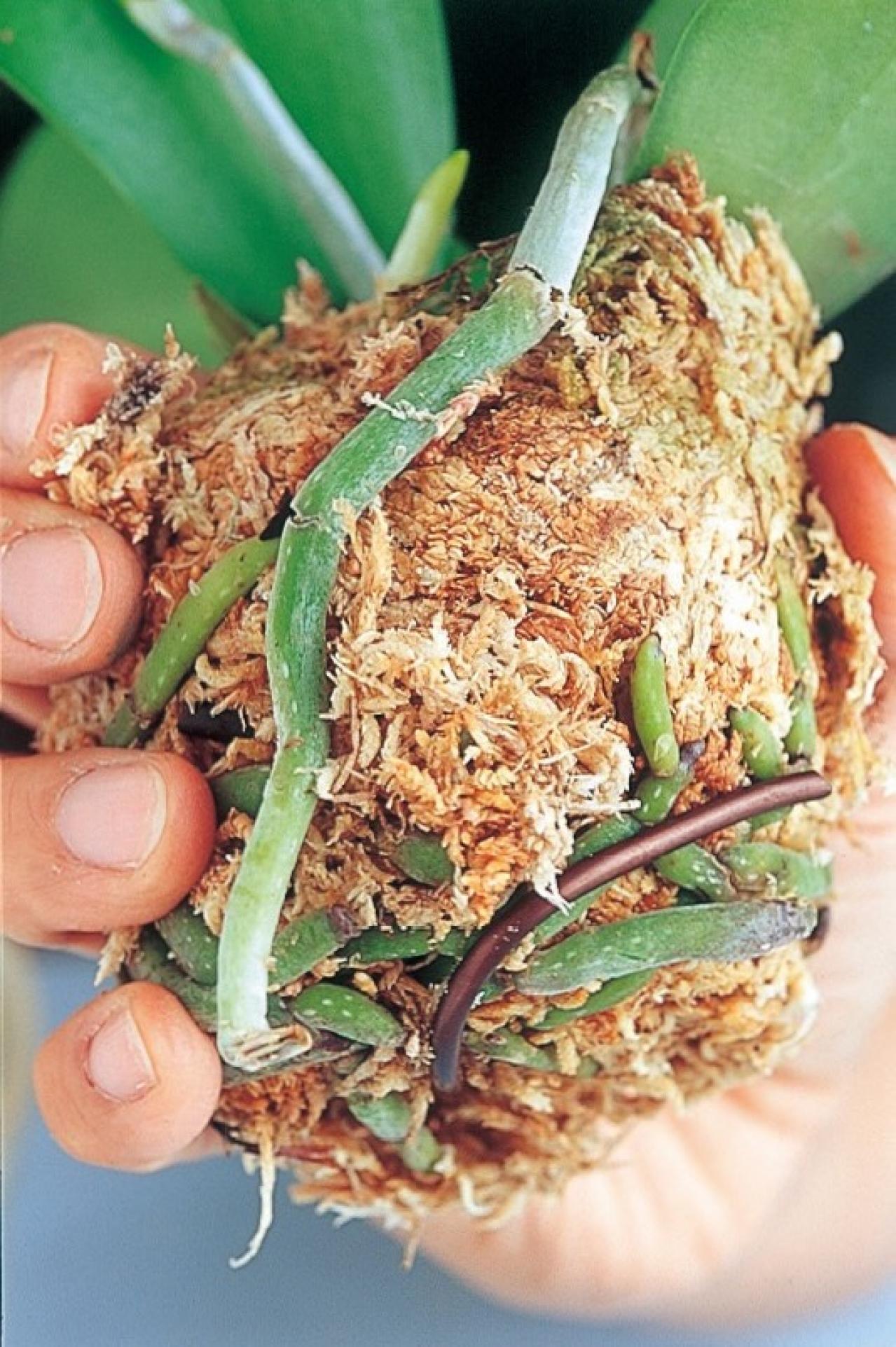 【洋ラン】ひと手間かけて室内で長く楽しむ！ 吉谷桂子さん流アレンジ【冬に咲く花】（画像4）