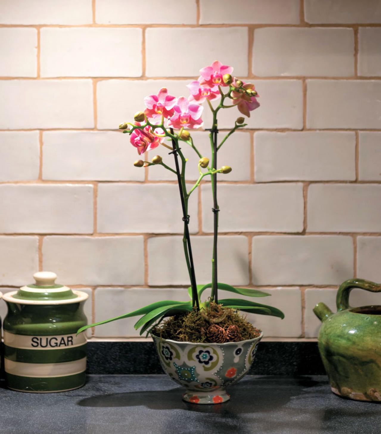 【洋ラン】ひと手間かけて室内で長く楽しむ！ 吉谷桂子さん流アレンジ【冬に咲く花】（画像6）