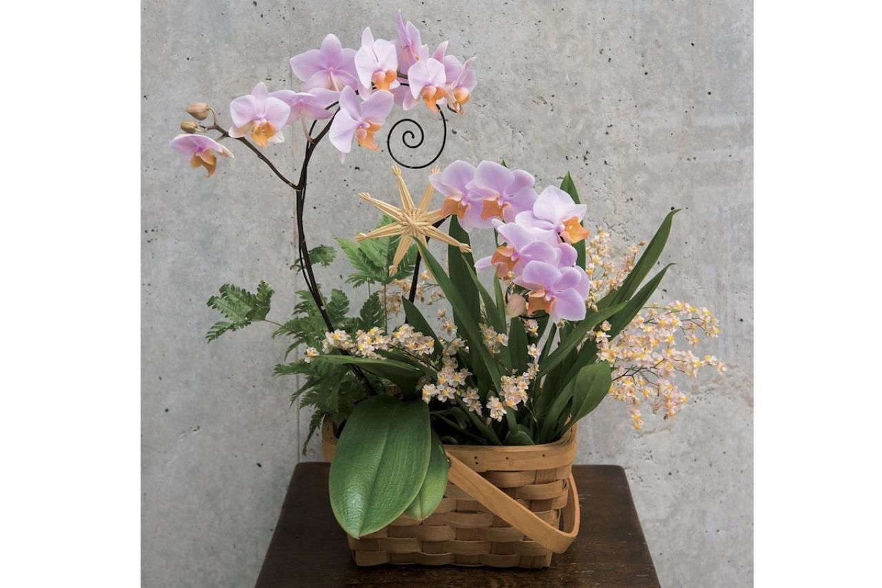 【洋ラン】相性のよいシダ植物との寄せ植え＆寄せ置きでより魅力的！