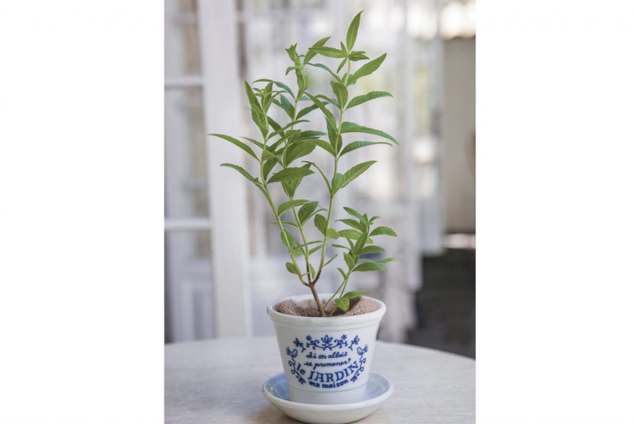 【ハーブガーデニング】香りでリフレッシュできる【レモンバーベナ】の栽培方法と活用アイデア2選