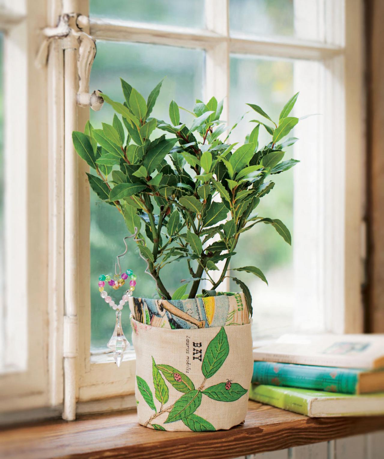 【ハーブガーデニング】料理にもクラフトにも使えて楽しい【ベイ】の栽培方法と活用アイデア3選（画像4）