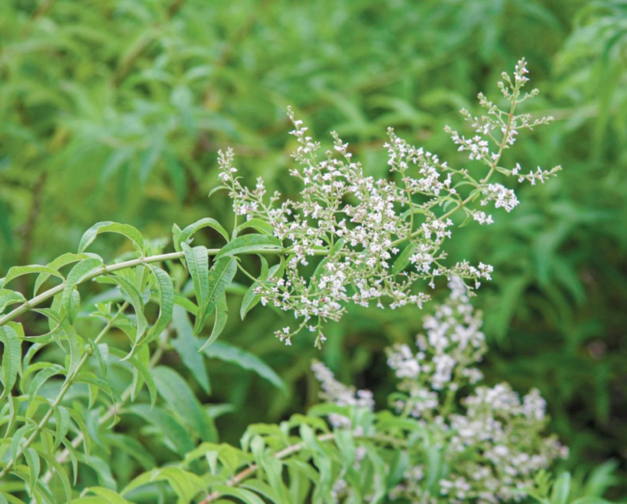 【ハーブガーデニング】香りでリフレッシュできる【レモンバーベナ】の栽培方法と活用アイデア2選（画像5）