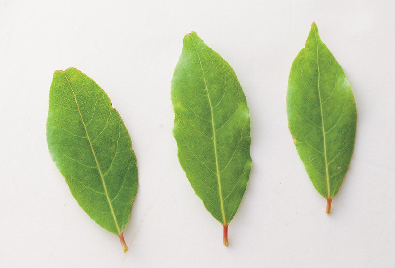 【ハーブガーデニング】料理にもクラフトにも使えて楽しい【ベイ】の栽培方法と活用アイデア3選（画像3）