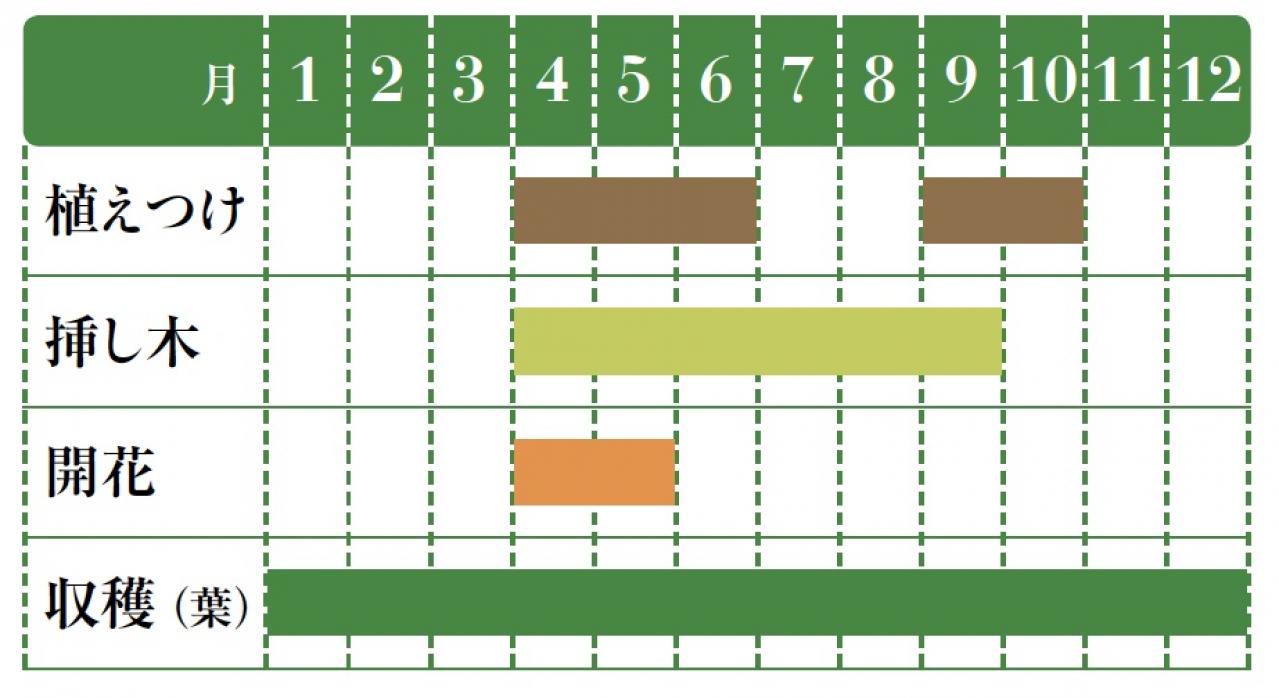 【ハーブガーデニング】料理にもクラフトにも使えて楽しい【ベイ】の栽培方法と活用アイデア3選（画像2）