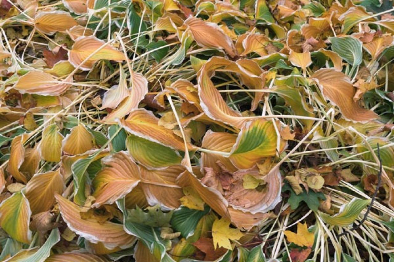 【ガーデニング】宿根草のお手入れに最適なシーズンは冬！花いっぱいの大株を目指そう（画像2）