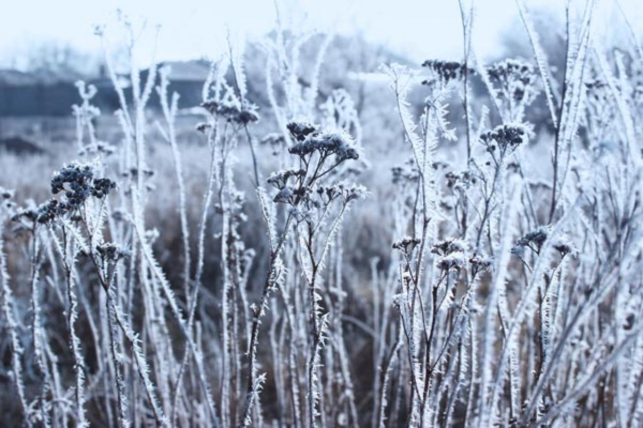 【ガーデニング】宿根草のお手入れに最適なシーズンは冬！花いっぱいの大株を目指そう（画像3）