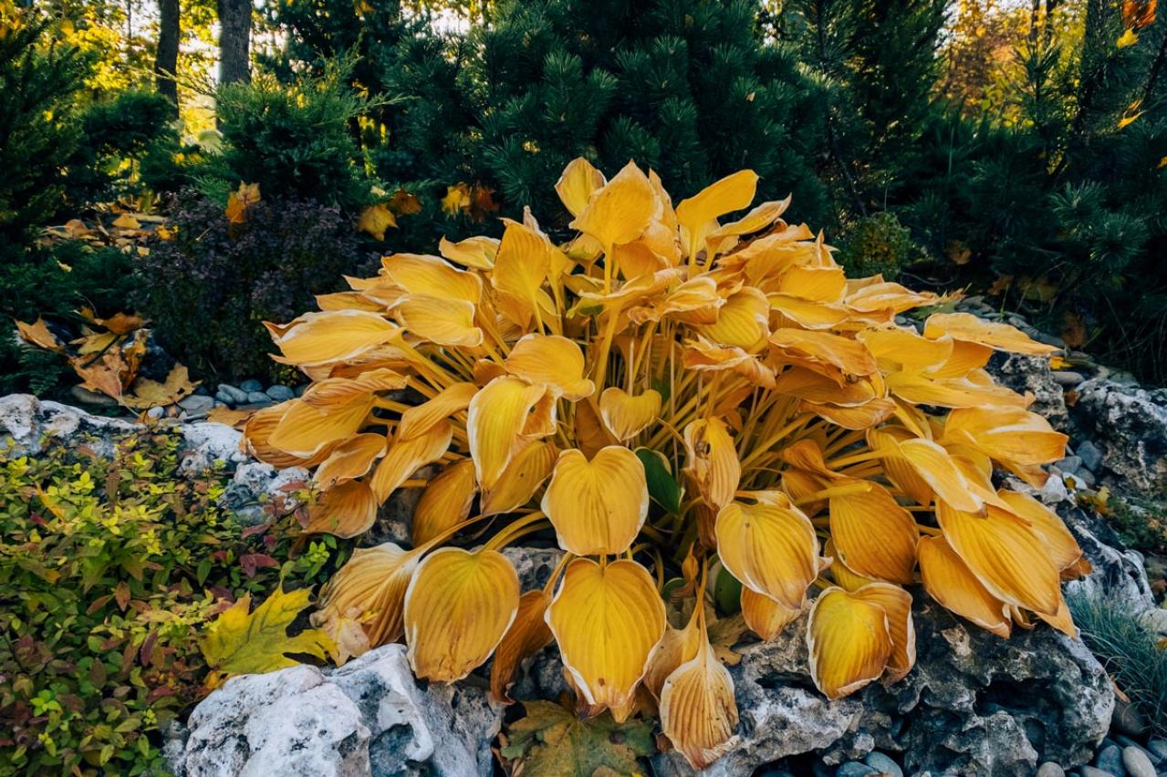【ガーデニング】宿根草のお手入れに最適なシーズンは冬！花いっぱいの大株を目指そう