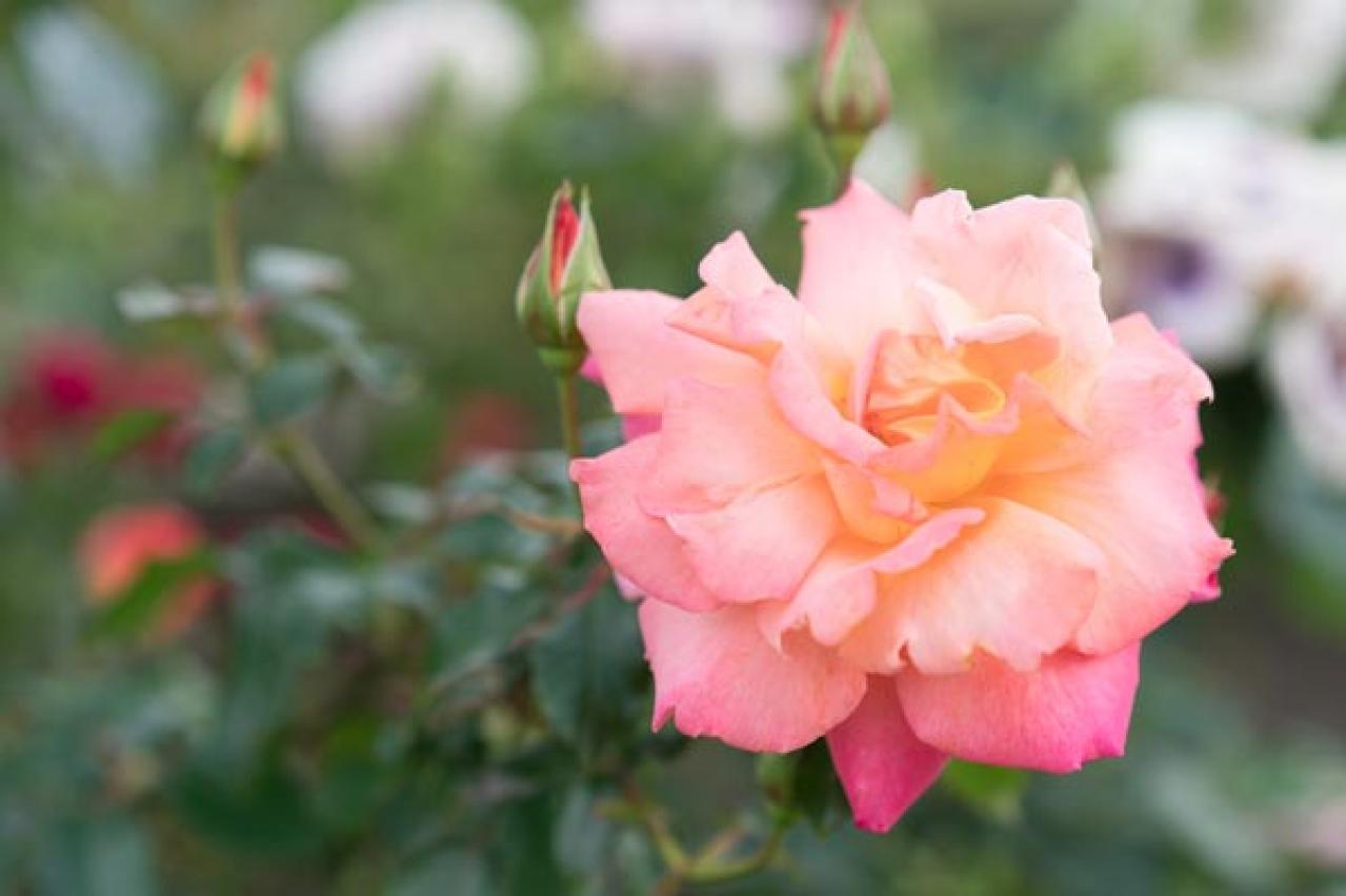 【ガーデニング】バラの休眠期のお手入れは？冬ならではの病害虫予防も（画像5）