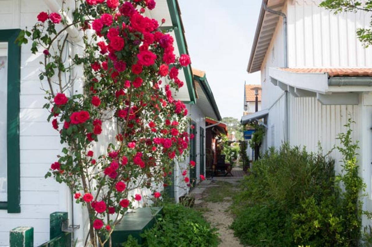 【ガーデニング】バラの休眠期のお手入れは？冬ならではの病害虫予防も（画像2）