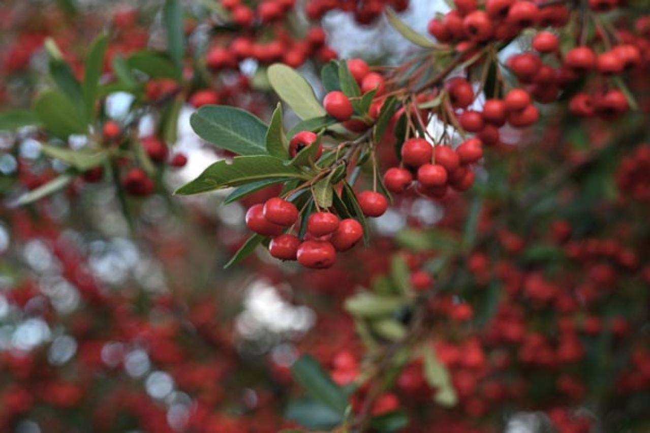 【ガーデニング】かわいい赤い実がなる植物【8選】鉢植えでも育てられる！（画像4）