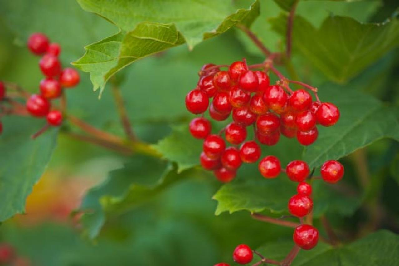 【ガーデニング】かわいい赤い実がなる植物【8選】鉢植えでも育てられる！（画像5）