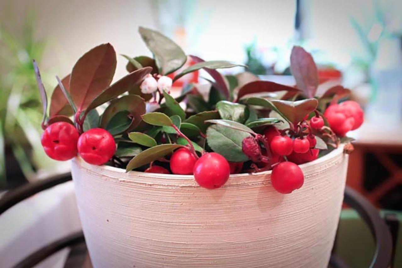 【ガーデニング】かわいい赤い実がなる植物【8選】鉢植えでも育てられる！（画像2）