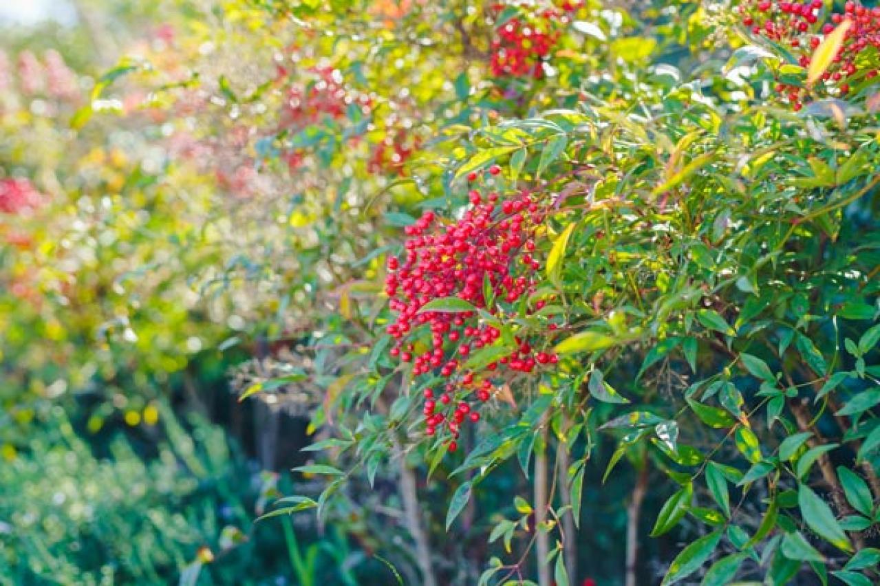 【ガーデニング】かわいい赤い実がなる植物8選。鉢で育てて楽しもう（画像10）
