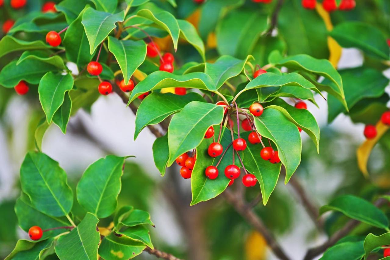 【ガーデニング】かわいい赤い実がなる植物【8選】鉢植えでも育てられる！