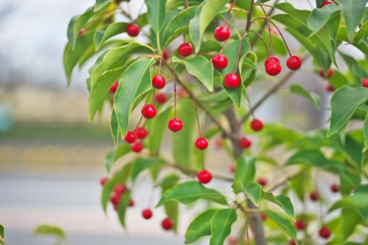 【ガーデニング】かわいい赤い実がなる植物8選。鉢で育てて楽しもう（画像8）