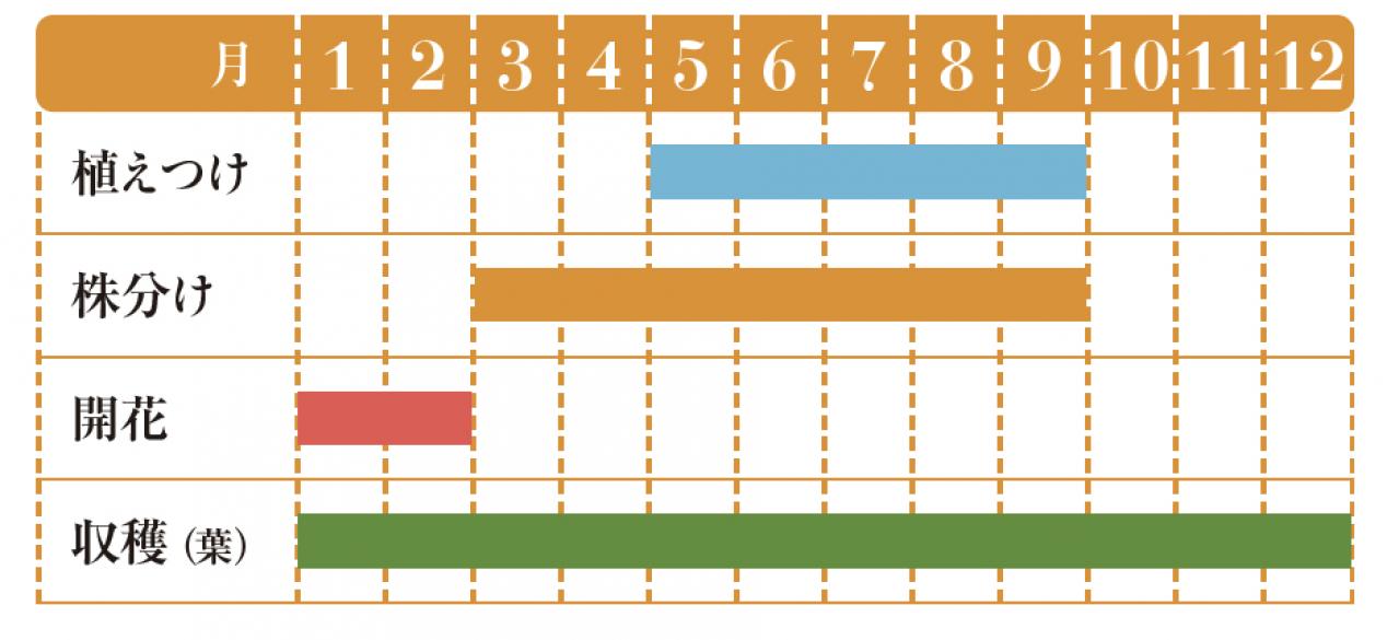 【ハーブガーデニング】薬用、食用、美容に幅広く使える【アロエ・ベラ】の栽培方法と活用アイデア2選（画像2）
