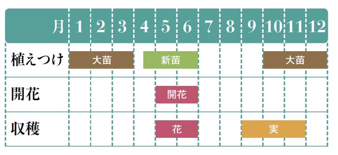 【ガーデニング】育てて楽しいハーブ【ローズ】の栽培方法と活用アイデア4選（画像2）