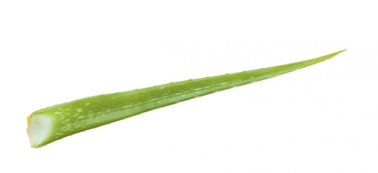 【ハーブガーデニング】薬用、食用、美容に幅広く使える【アロエ・ベラ】の栽培方法と活用アイデア2選（画像3）