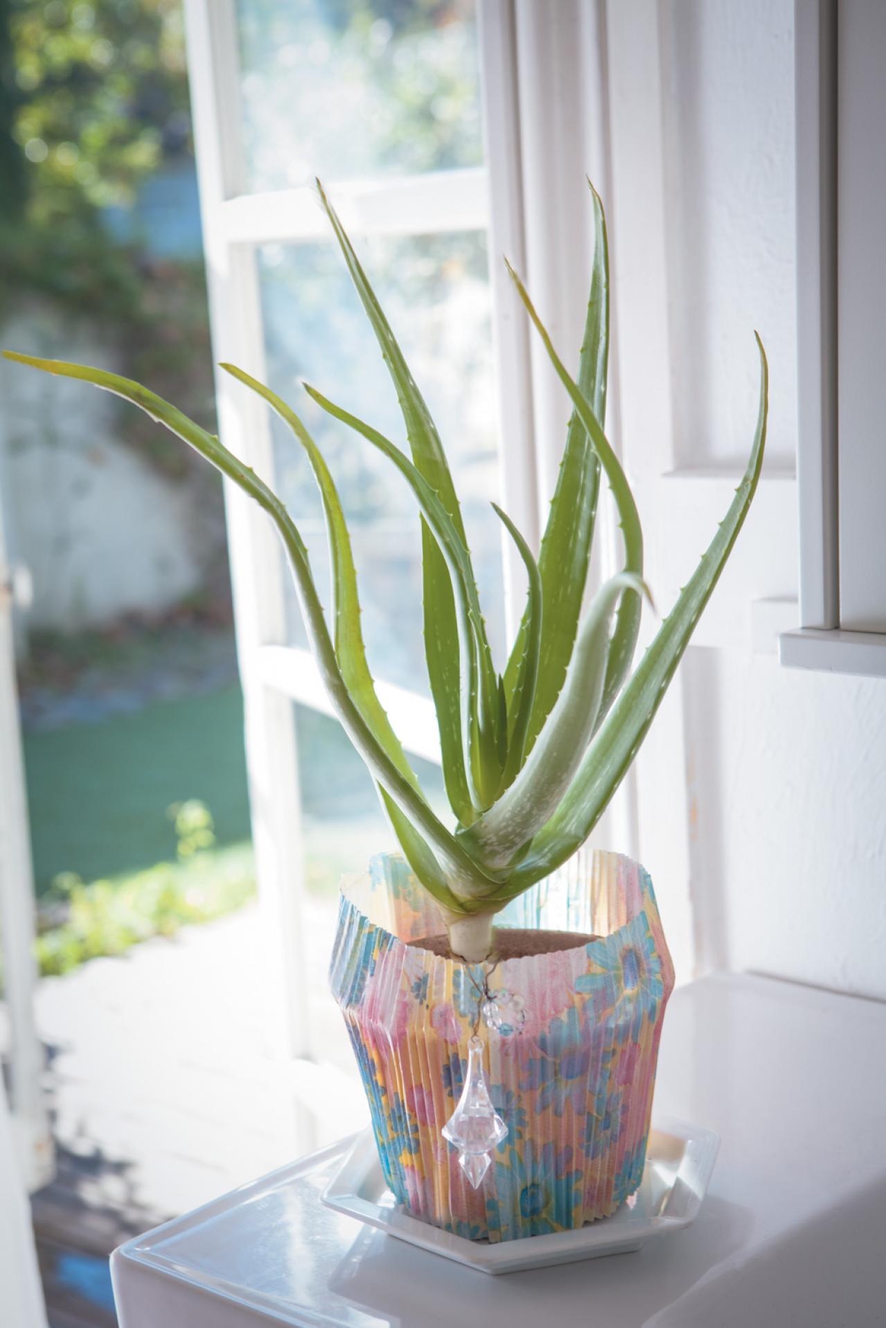 【ハーブガーデニング】薬用、食用、美容に幅広く使える【アロエ・ベラ】の栽培方法と活用アイデア2選（画像4）