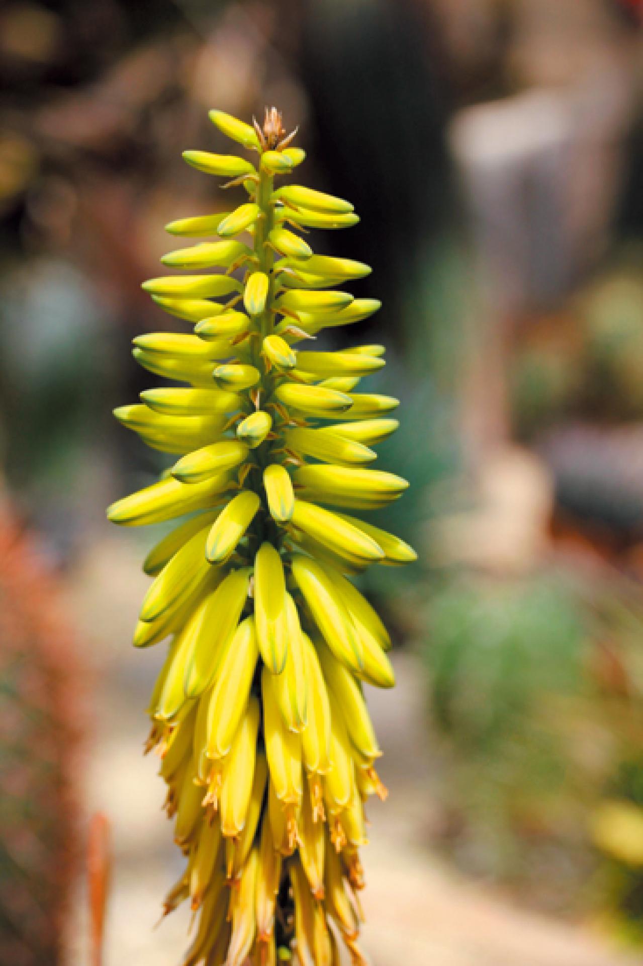 【ハーブガーデニング】薬用、食用、美容に幅広く使える【アロエ・ベラ】の栽培方法と活用アイデア2選（画像5）