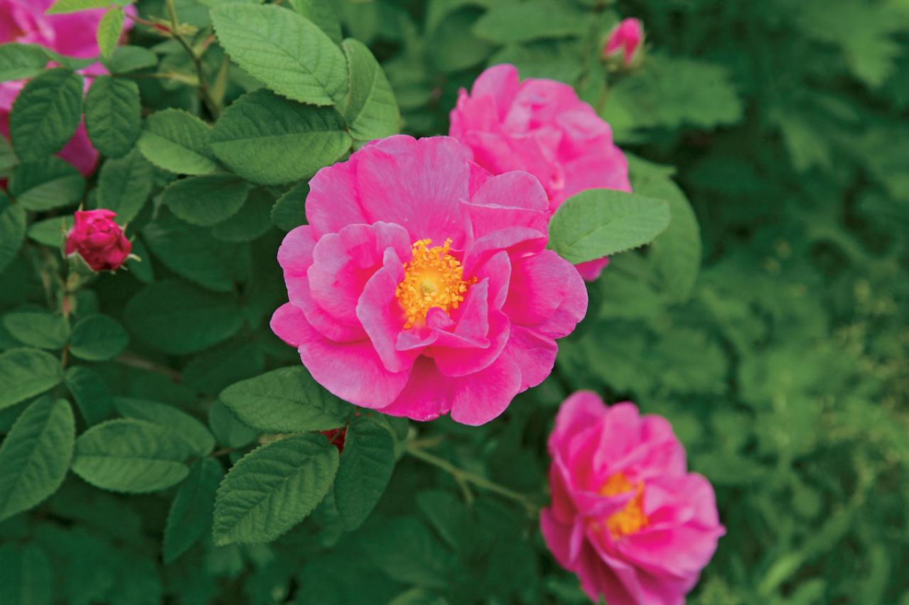 【ガーデニング】育てて楽しいハーブ【ローズ】の栽培方法と活用アイデア4選