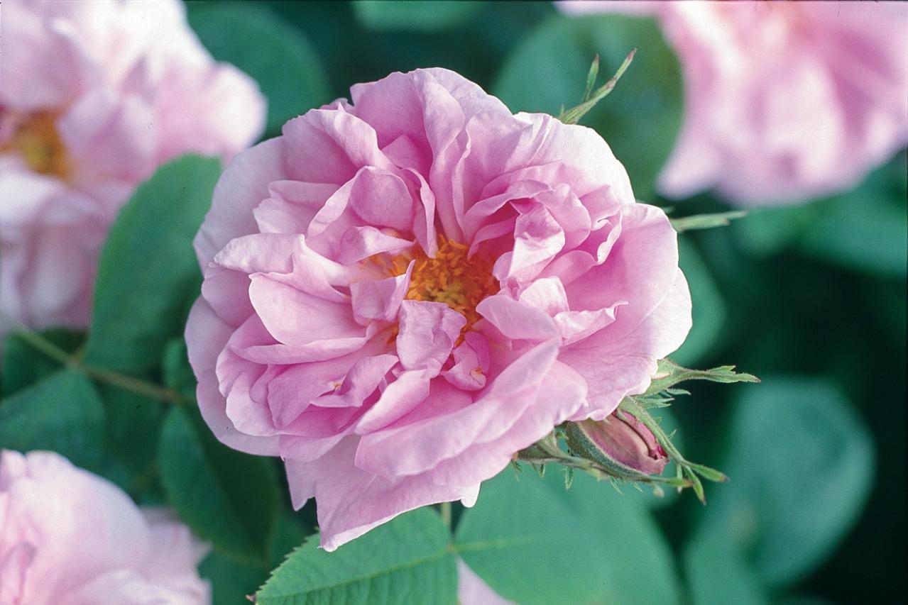 【ガーデニング】育てて楽しいハーブ【ローズ】の栽培方法と活用アイデア4選（画像4）