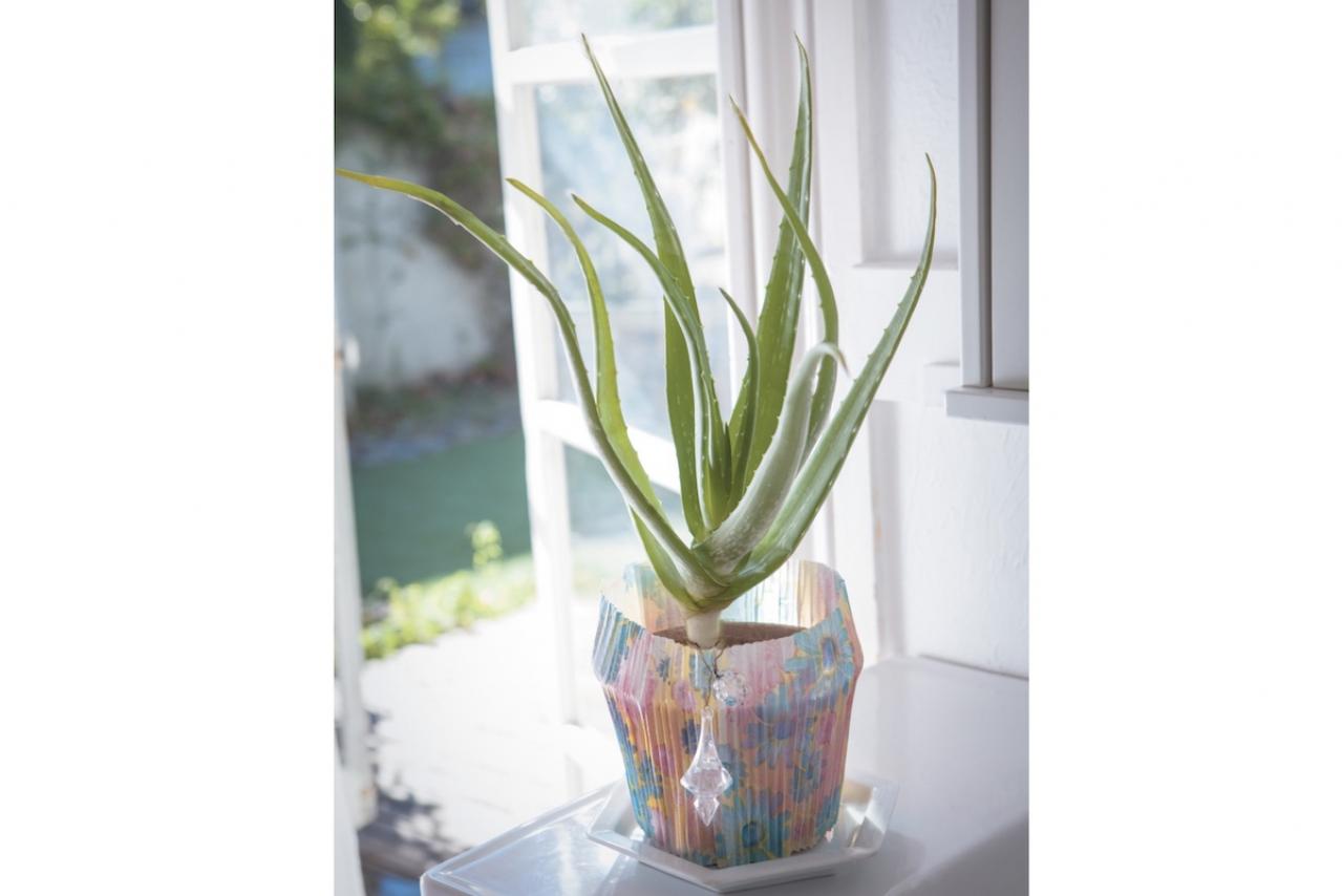 【ハーブガーデニング】薬用、食用、美容に幅広く使える【アロエ・ベラ】の栽培方法と活用アイデア2選