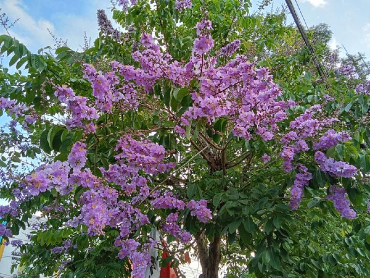 【ガーデニング】冬は落葉樹の剪定適期。コンパクトで美しい樹形を目指そう（画像6）